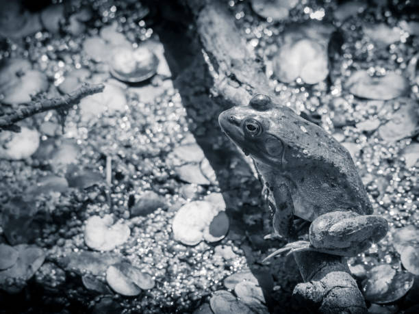 istock Frog on wood in marsh 641582922