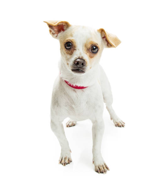 istock Chihuahua Crossbreed Red Collar 641584118