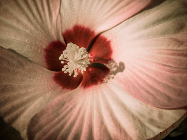 istock Rose Mallow Hibiscus flower in bloom 641584204