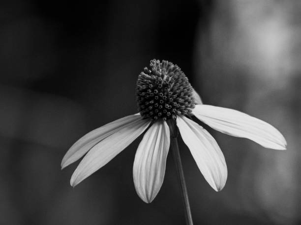 istock Equinacea flower in bloom 641584312