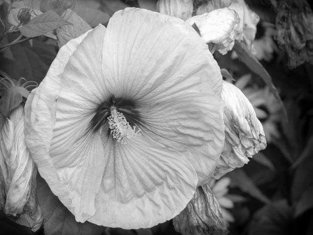 istock Rose Mallow Hibiscus flower in bloom 641584554