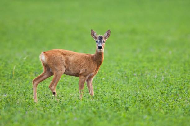 istock Young roe deer buck with small antlers on meadow 641584804