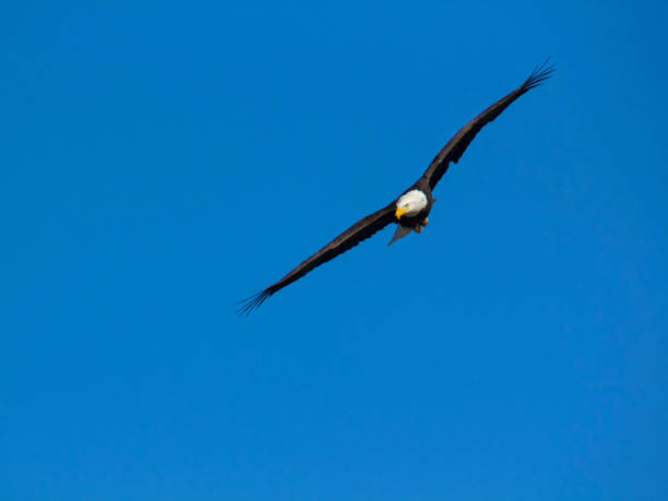 istock Adult bald eagle flying overhead 641585594