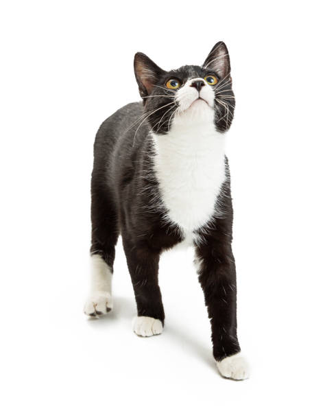 istock Tuxedo Cat Looking Up Over White 641586100