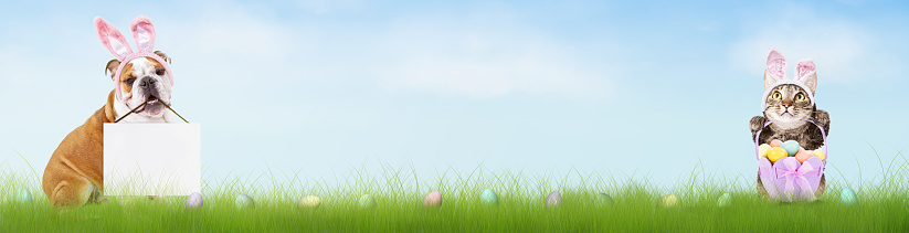 Easter themed half web banner with dog and cat in bunny ears with blank sign and eggs