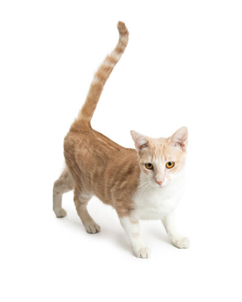 istock Pretty Orange and White Cat Over White 641586330