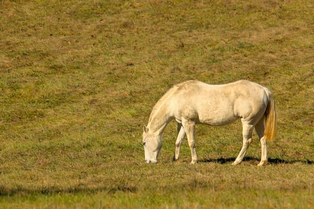 istock Perlino horse grazing in pasture 641586412