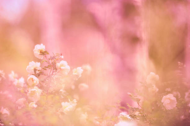 White roses in the garden