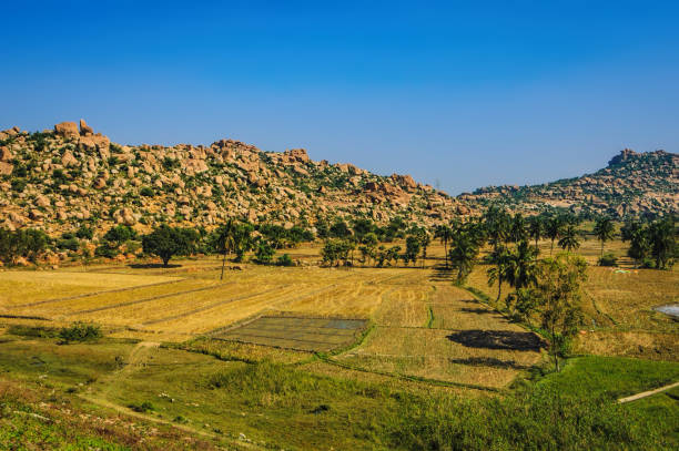 istock View to Rice plantation in Hampi, India 641592280
