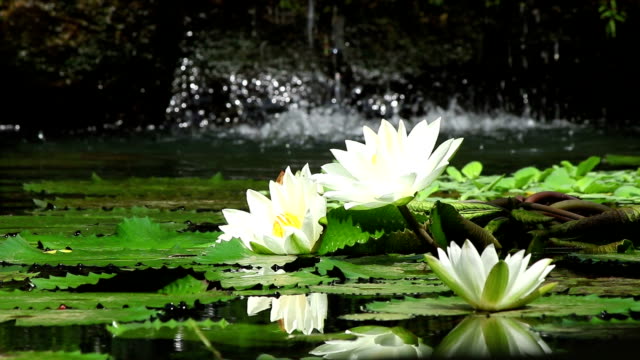 Nice water lilies