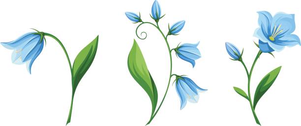 illustrazioni stock, clip art, cartoni animati e icone di tendenza di campanula fiori. illustrazione vettoriale. - campanula wildflower cut out isolated