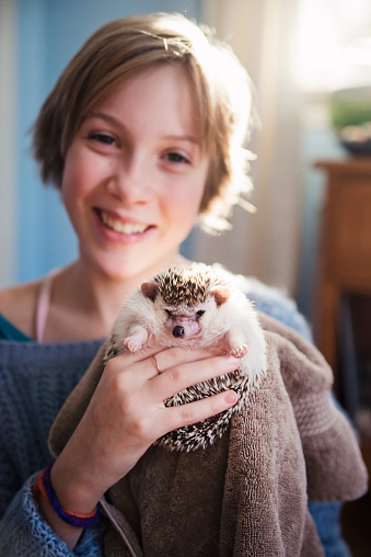 Cute preteen girl with short blond hair playing with her hedgehog that live in her home bedroom. She is holding it like a baby  wrapped in a towel. Vertical indoors shot in natural light. Selective focus on the pet's face. This was taken in Quebec, Canada.
