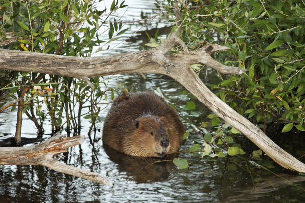 North American Beaver Castor canadensis Swimming North American Beaver Castor canadensis swimming through the pond created by its beaver dam. beaver dam stock pictures, royalty-free photos & images