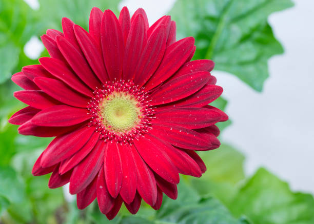 istock red flower of gerbera daisy 641598216