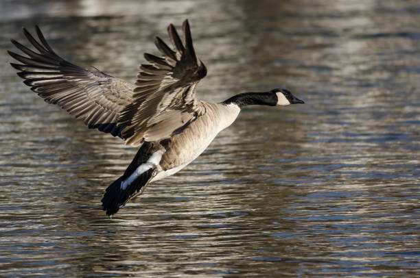 istock Canada Goose Coming in for Landing on Cold Winter River 641599520
