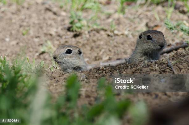 Two Little Ground Squirrels Peeking Over Edge Of Its Home Stock Photo - Download Image Now