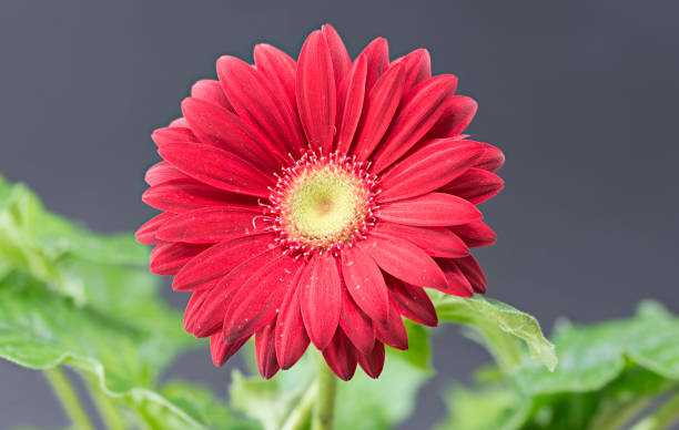 istock red flower of gerbera 641600988