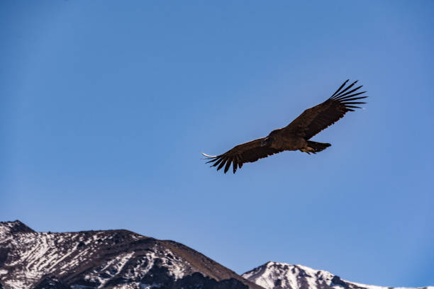 istock Condors of the Andes 641600990