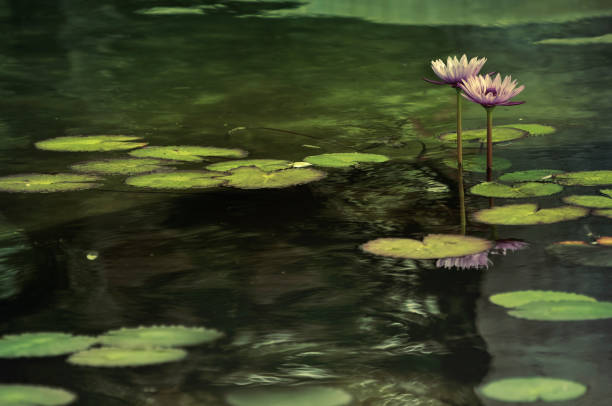 istock Digital art, paint effect, Pink water lily grow garden pond 641601432