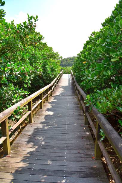 istock Mangrove in Okinawa, Japan 641604878