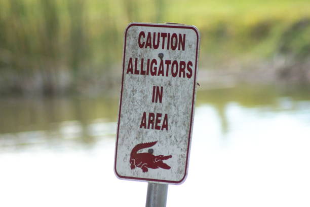 Alligators in area dirty white metal sign that reads CAUTION ALLIGATORS IN AREA with a red alligator image chinese alligator alligator sinensis stock pictures, royalty-free photos & images