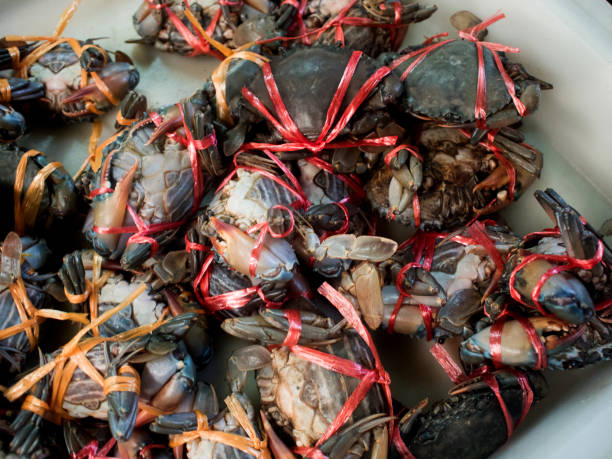 istock Fresh Crab at fresh Market, Mangrove crab 641606392