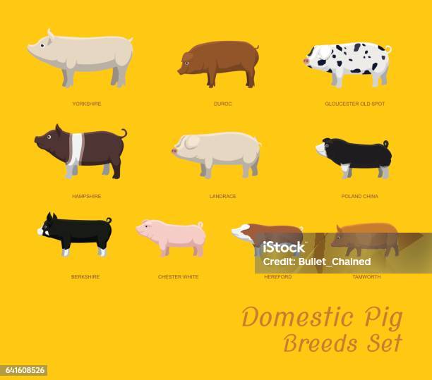 Domestic Pig Breeds Set Cartoon Vector Illustration Stock Illustration - Download Image Now
