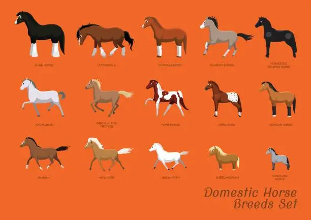 Vector illustration of Domestic Horse Breeds Set Cartoon Vector Illustration