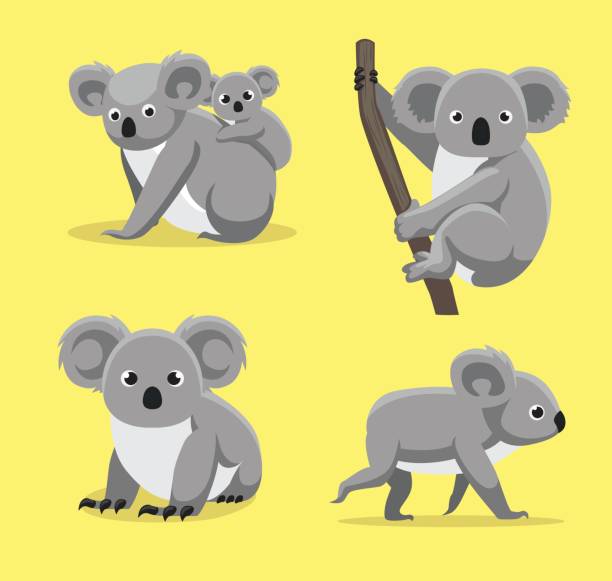 illustrations, cliparts, dessins animés et icônes de koala mignon poses dessin animé vecteur illustration - koala