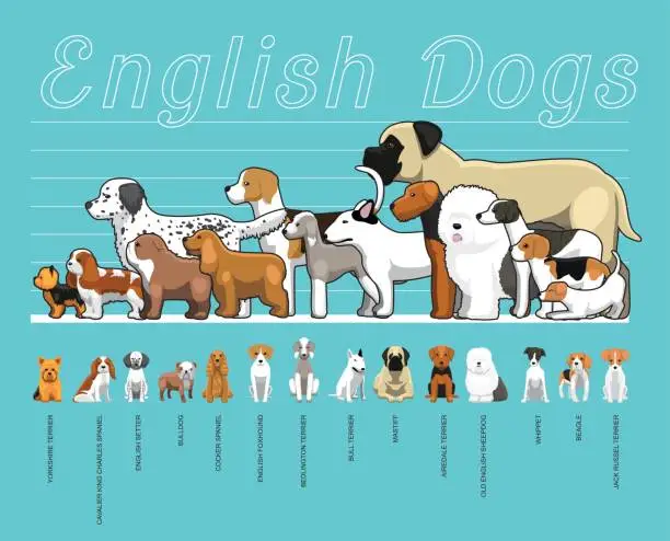 Vector illustration of English Dogs Size Comparison Set Cartoon Vector Illustration