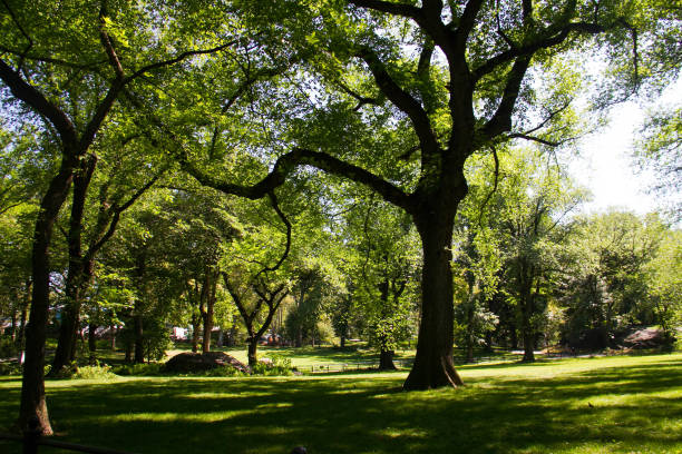 istock Tree and grass field at the park in daylight 641608678
