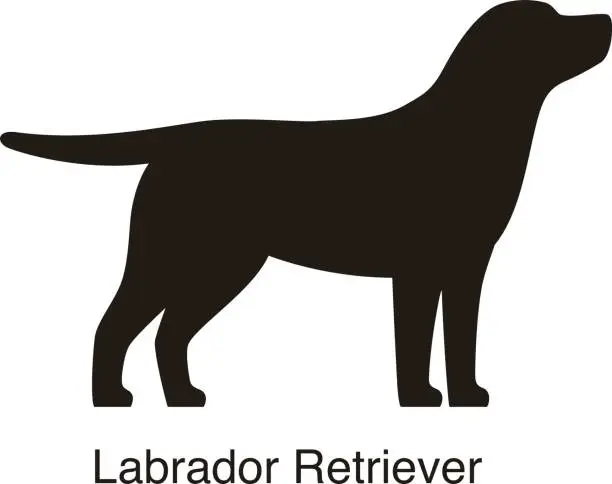 Vector illustration of Labrador Retriever  dog silhouette, side view, vector