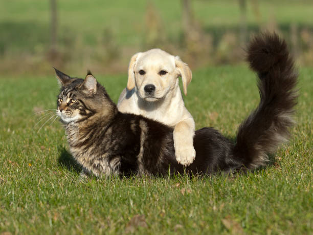 istock Labrador puppy  and maine coon cat 641614094