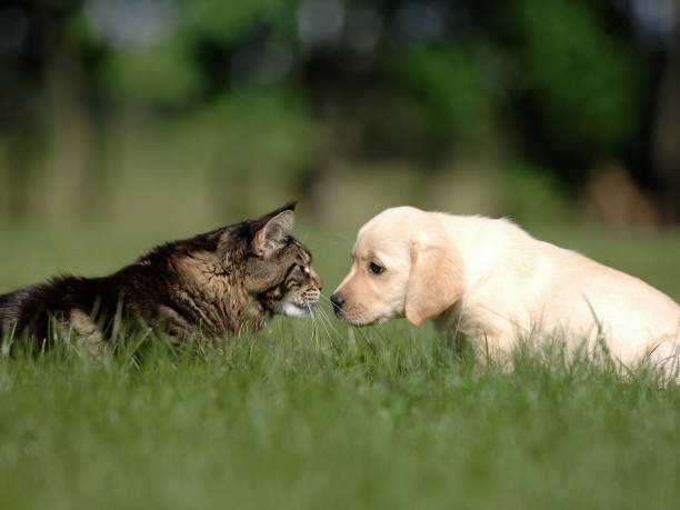 istock Labrador puppy  and maine coon cat 641614098