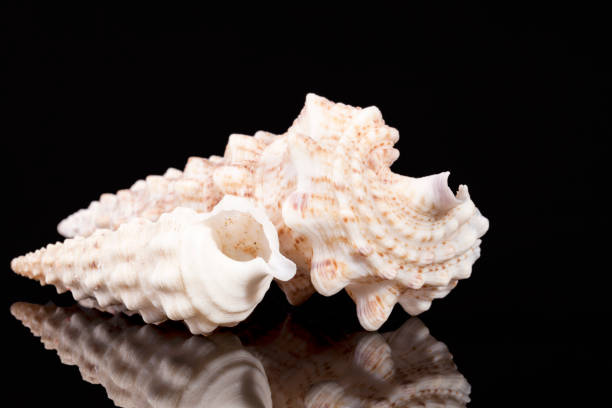 istock Sea shells of auger snail isolated on black background, reflection 641614346