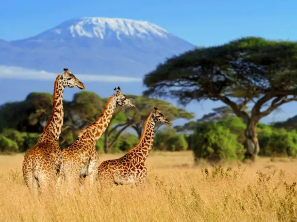 Photo of Three giraffe on Kilimanjaro mount background