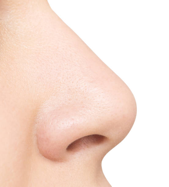 nose isolated on white nose isolated on white background nose photos stock pictures, royalty-free photos & images