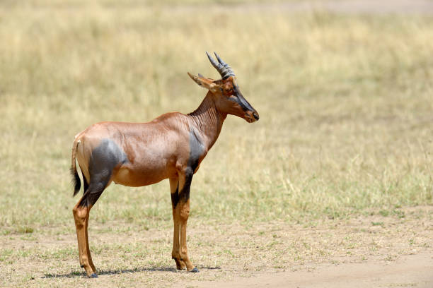 damaliscus lunatus topi antílope () - masai mara national reserve masai mara topi antelope imagens e fotografias de stock