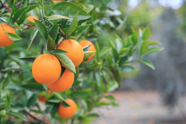 istock Hanging oranges on branch in the orange garden 641617710