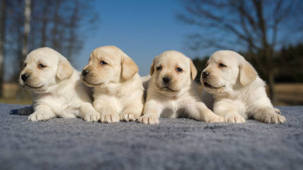 istock yellow Labrador puppy pet in action 641617716