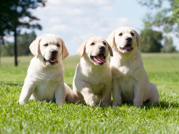 istock yellow Labrador puppy pet in action 641617790