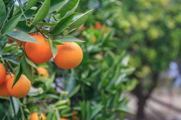 istock Hanging oranges on branch in the orange garden 641617968