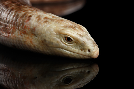 Sheltopusik or European Legless Lizard, Pseudopus apodusapodus isolated on Black background with reflectoin
