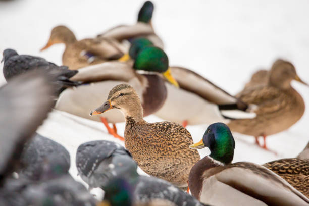 istock Ducks and pigeons in the snow 641620840