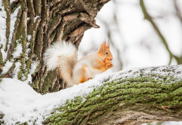istock Squirrel eat carrots on the oak 641620860