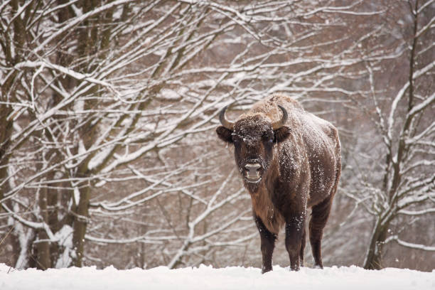 istock Bison winter day in the snow 641623642