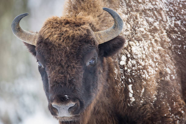 istock Bison winter day in the snow 641625350
