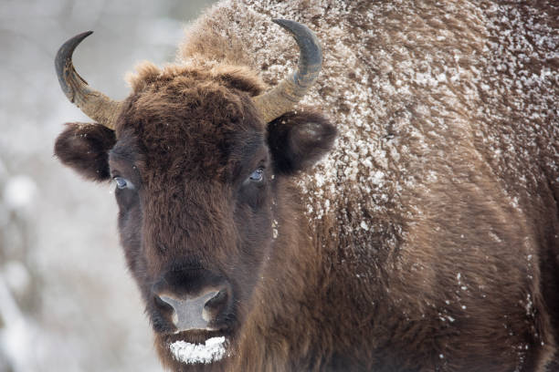 istock Bison winter day in the snow 641625360