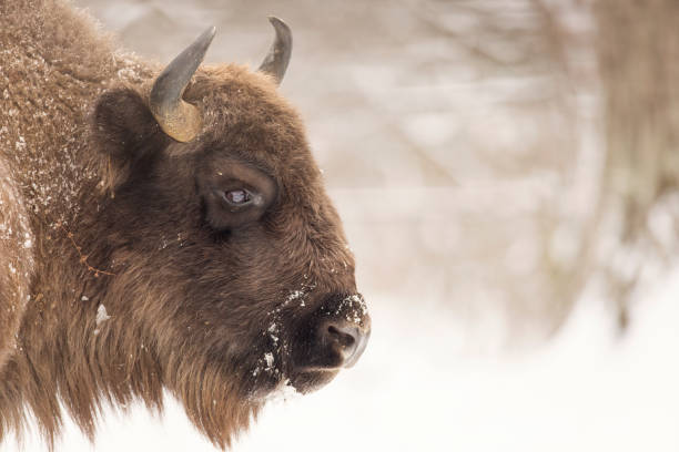 istock Bison winter day in the snow 641625444