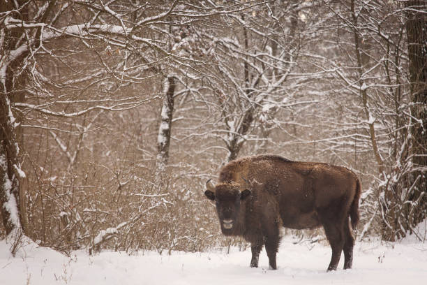 istock Bison winter day in the snow 641625480